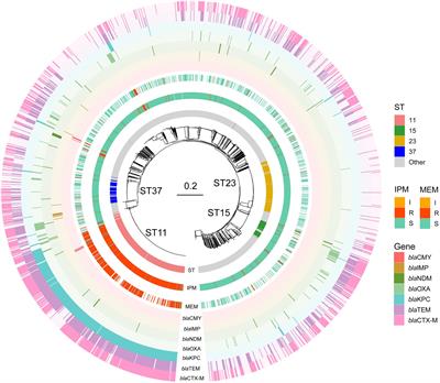 Genome-wide association study of Klebsiella pneumoniae identifies variations linked to carbapenems resistance